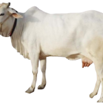 tharparker cow